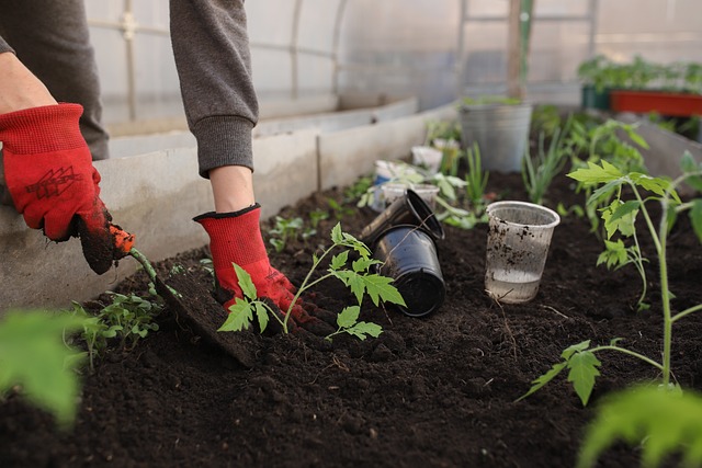 A RE-LOOK AT HOME GARDENING: AN ALTERNATIVE WAY TO ENSURING FOOD SECURITY IN GHANA